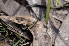 Vandiemenella viatica