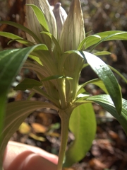 Gentiana