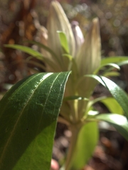 Gentiana