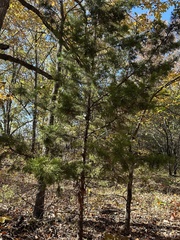 Juniperus virginiana