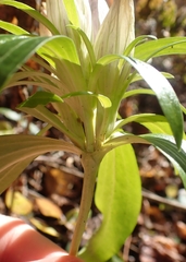 Gentiana