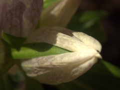 Gentiana