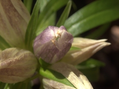 Gentiana