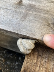 Schizophyllum commune