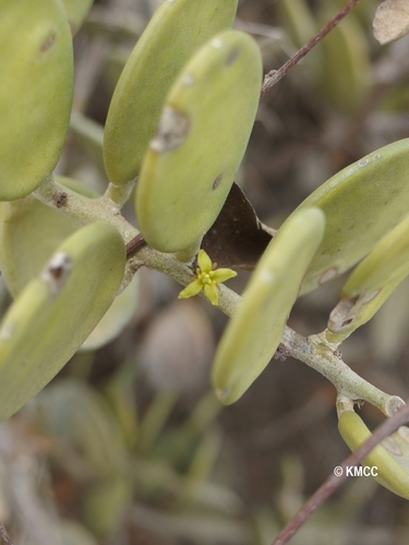 Silver Dollar Vine