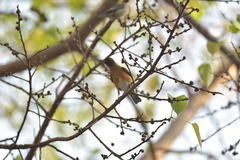 Turdus chrysolaus