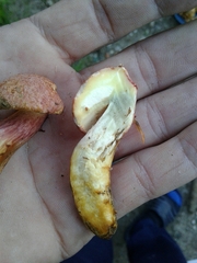 Xerocomellus armeniacus