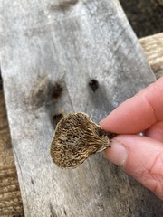 Schizophyllum commune