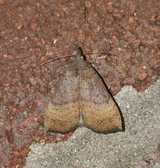 Rhapsa suscitatalis