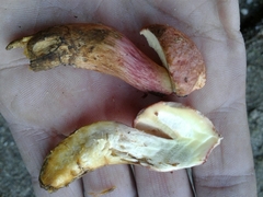 Xerocomellus armeniacus