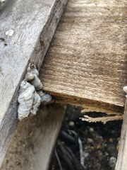 Schizophyllum commune