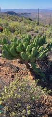 Myrtillocactus cochal