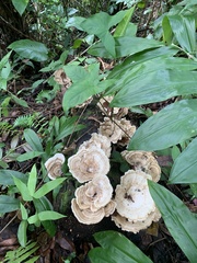 Trametes menziesii