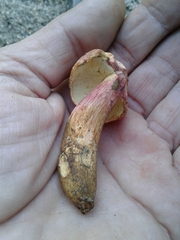 Xerocomellus armeniacus