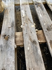 Schizophyllum commune