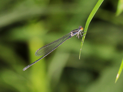 Pseudagrion ignifer