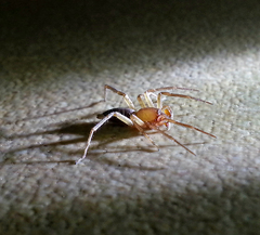 Clubionidae