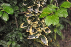 Euonymus japonicus
