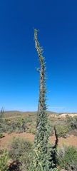 Fouquieria columnaris