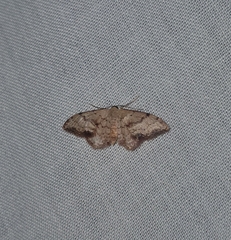 Idaea halmaea