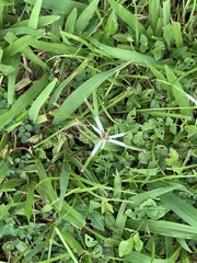 Rhynchospora nervosa