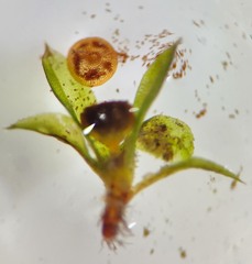 Physcomitrium immersum