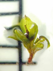 Physcomitrium immersum