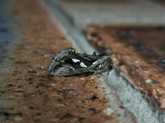 Chrysodeixis argentifera