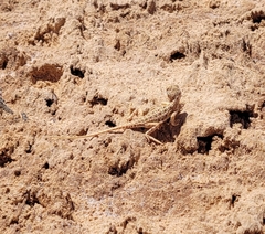 Ctenophorus salinarum