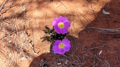 Calandrinia