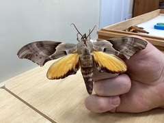 Coequosa australasiae