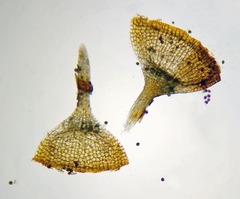 Physcomitrium immersum