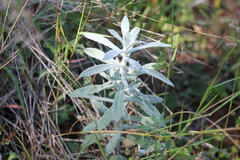 Pseudognaphalium canescens