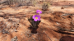 Calandrinia