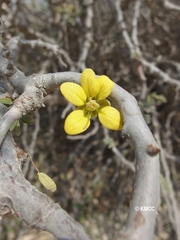 Senna meridionalis