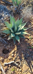 Agave shawii shawii
