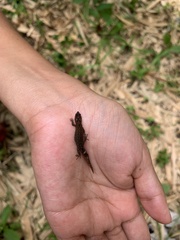 Sphaerodactylus klauberi