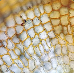 Physcomitrium immersum