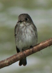 Muscicapa griseisticta