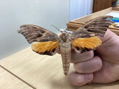 Coequosa australasiae