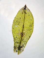 Physcomitrium immersum