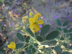 Senna confinis