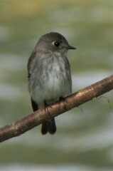 Muscicapa griseisticta