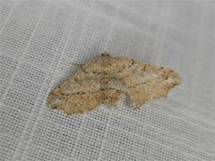 Dissomorphia australiaria