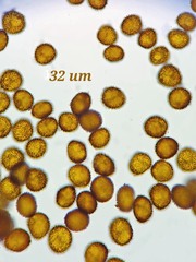 Physcomitrium immersum