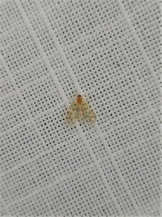 Saccharodite chrysonoe