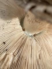 Chlorophyllum brunneum
