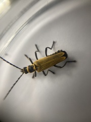 Chauliognathus flavipennis