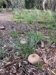 Chlorophyllum brunneum