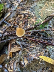 Conocybe tenera
